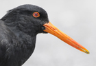 Oystercatcher variable102984.jpg